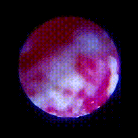 Microscópio Divertido para Crianças